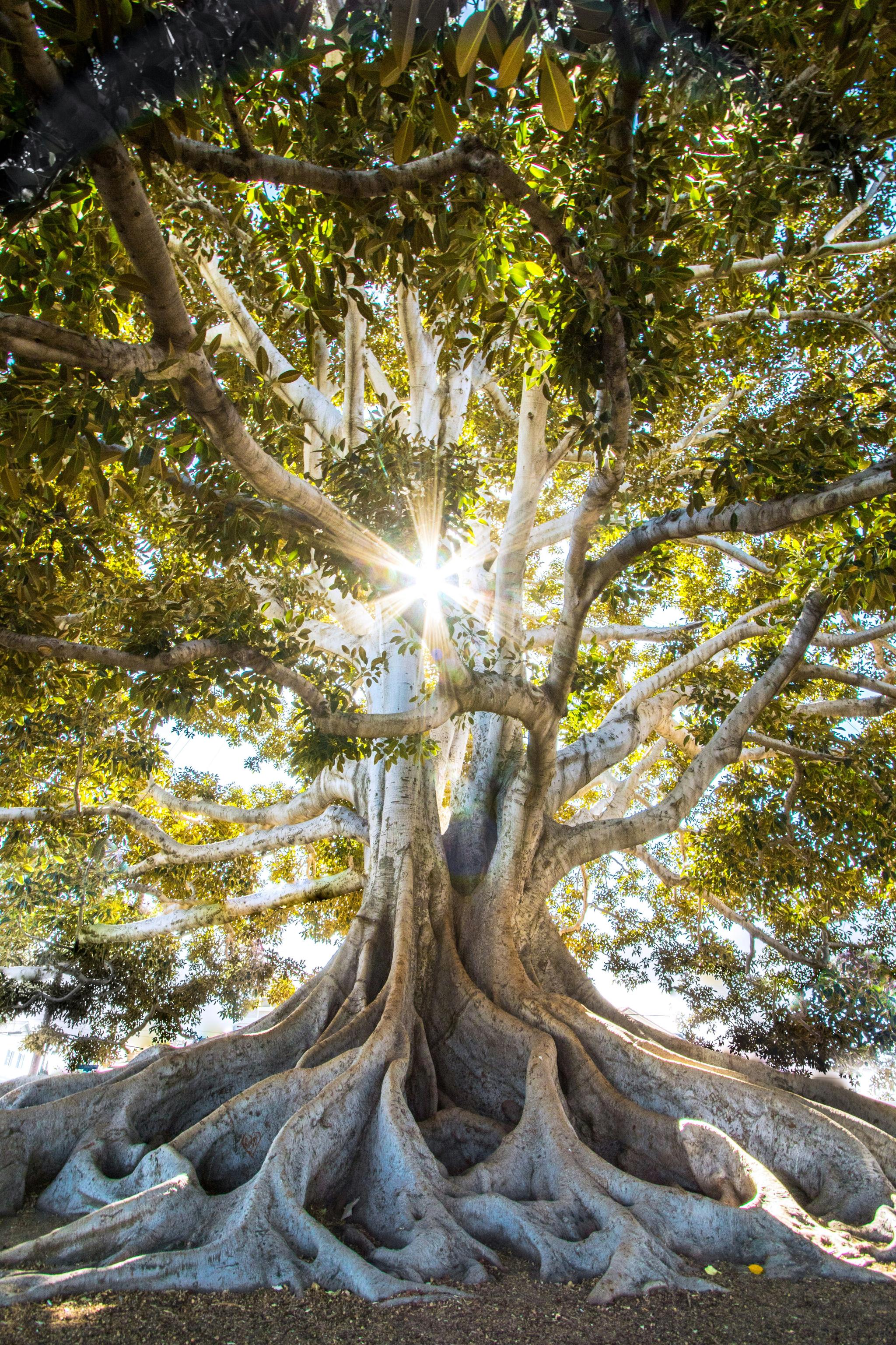Sunlight filtering through trees in a well-irrigated garden